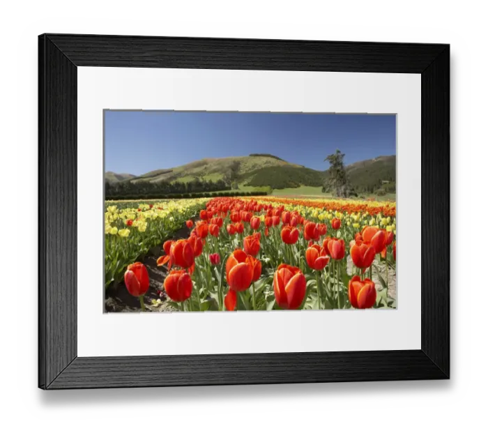 Framed Print : Tulip Fields, near Tapanui, West Otago, South Island, New Zealand Framed Print : Tulip Fields, near Tapanui, West Otago, South Island, New Zealand