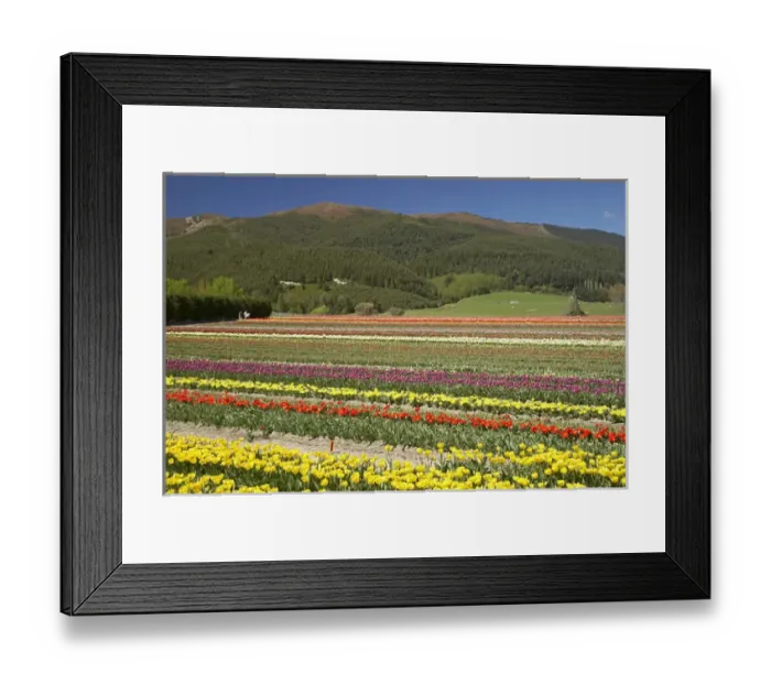 Framed Print : Tulip Fields, near Tapanui, West Otago, South Island, New Zealand