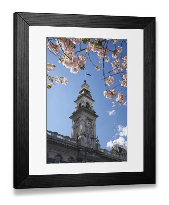 Framed Print : Spring Blossom and Minicipal Chambers Clock Tower, Octagon, Dunedin, Otago, South Island Framed Print : Spring Blossom and Minicipal Chambers Clock Tower, Octagon, Dunedin, Otago, South Island