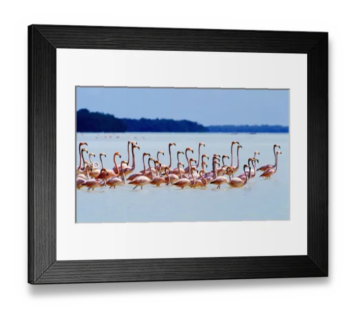 Framed Print : Flamingos at Laguna Oviedo, Barahona, Dominican Republic, Caribbean Framed Print : Flamingos at Laguna Oviedo, Barahona, Dominican Republic, Caribbean