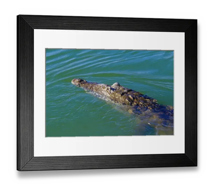 Framed Print : Crocodile at Lago Enriquillo, Barahona, Dominican Republic, Caribbean