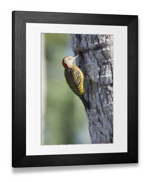 Framed Print : 01. Bayahibe, Dominican Republic, Dominicus, Viva, Viva Wyndham Dominicus Beach Framed Print : 01. Bayahibe, Dominican Republic, Dominicus, Viva, Viva Wyndham Dominicus Beach