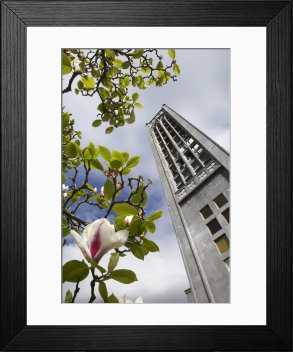 Framed Print : Christ Church Cathedral and Magnolia Flower, Nelson, South Island, New Zealand