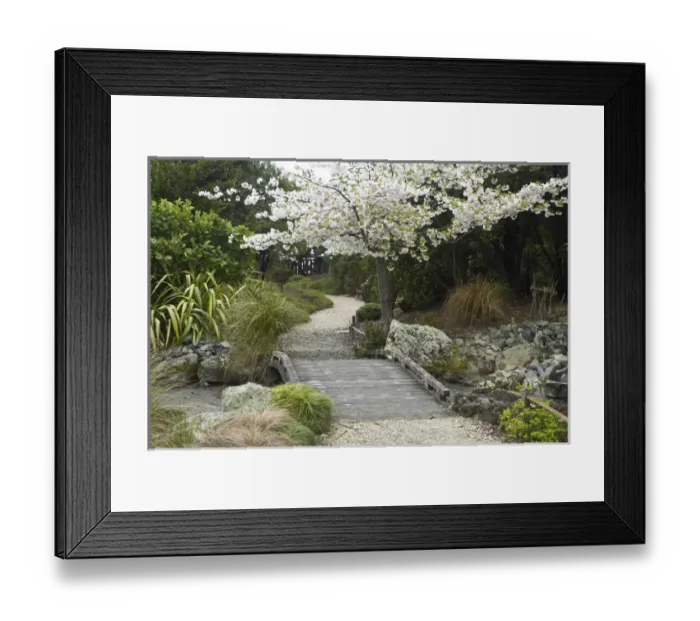 Framed Print : Spring Blossom, Miyazu Japanese Garden, Nelson, South Island, New Zealand