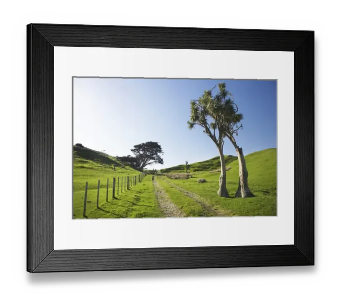 Framed Print : Cabbage Trees and Farmland, Cape Farewell, Nelson Region, South Island, New Zealand