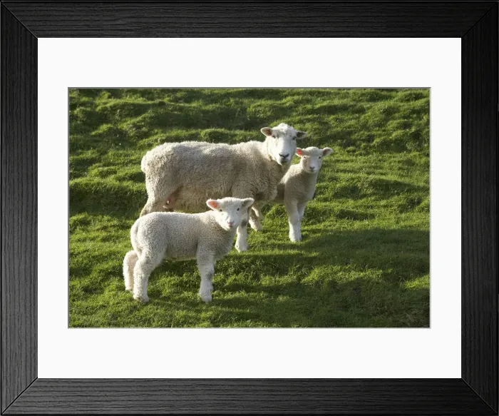Framed Print : Sheep and Lambs and Farmland, near Wharariki Beach and Cape Farewell, Nelson Region