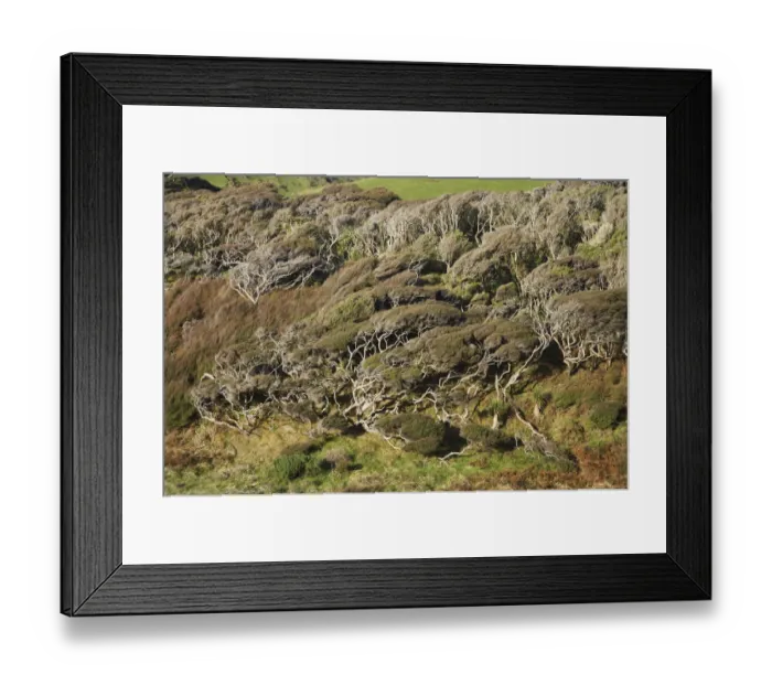 Framed Print : Windblown Manuka near Wharariki Beach and Cape Farewell, Nelson Region, South Island