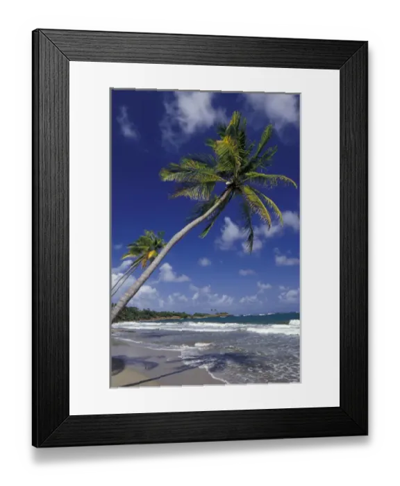 Framed Print : CARIBBEAN, Grenada Palm trees lining coastline Framed Print : CARIBBEAN, Grenada Palm trees lining coastline