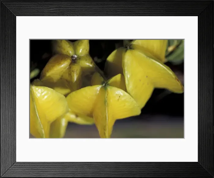 Framed Print : CARIBBEAN, Grenada, St. Georges Star fruit