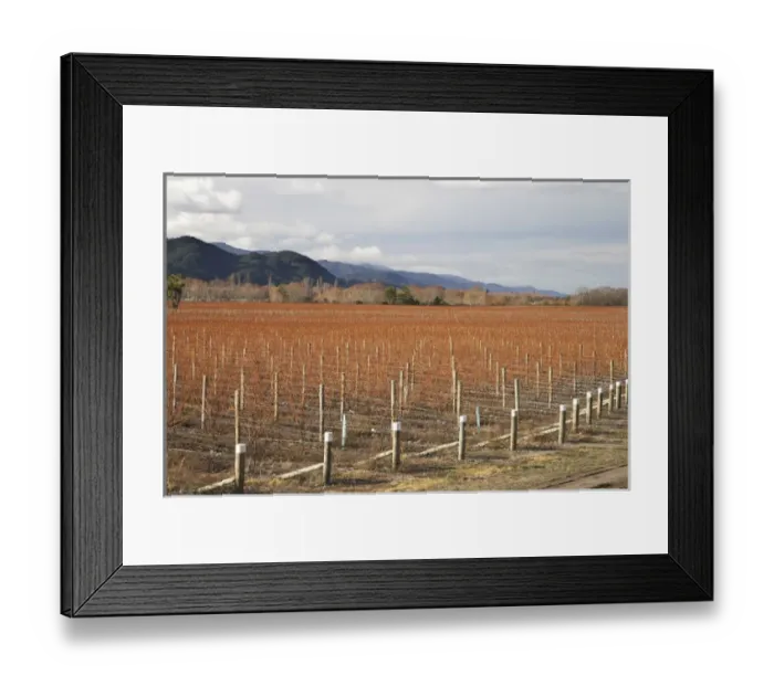 Framed Print : New Zealand, South Island, Marlborough, Vineyard in Winter, Wairau Valley Framed Print : New Zealand, South Island, Marlborough, Vineyard in Winter, Wairau Valley