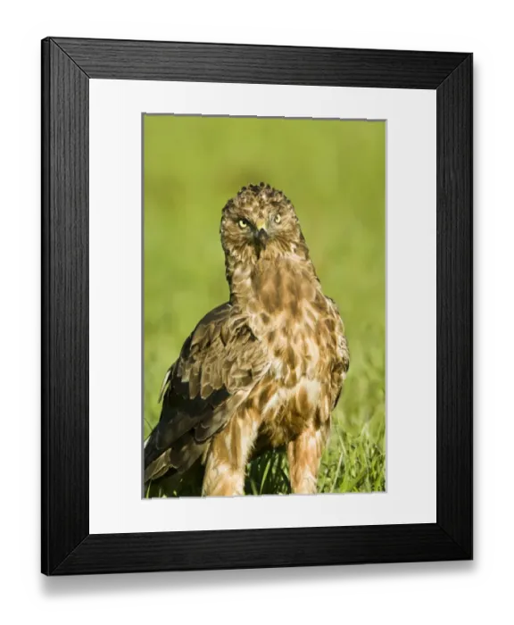 Framed Print : New Zealand, South Island, Karamea. Australasian Harrier (Circus approximans) Framed Print : New Zealand, South Island, Karamea. Australasian Harrier (Circus approximans)