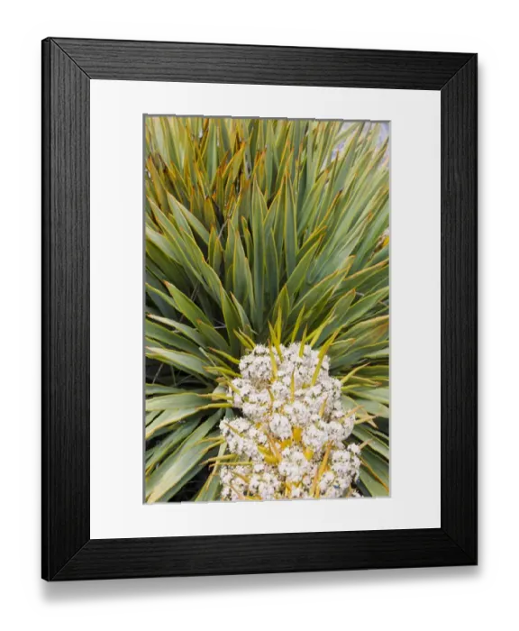Framed Print : New Zealand, South Island, Big Hill Range. Blooming Spear grass (Aciphylla sp. )