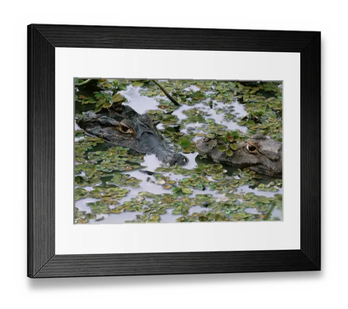 Framed Print : AMPH-100 Two Caiman (Caiman crocodilus yacare) in lilly pads. Pantanal, Mato Grosso do Sul Framed Print : AMPH-100 Two Caiman (Caiman crocodilus yacare) in lilly pads. Pantanal, Mato Grosso do Sul