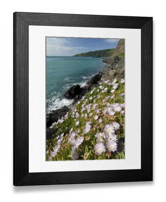 Framed Print : New Zealand, South Island, Oakins Bay. New Zealand Ice plant (Disphyma australe)