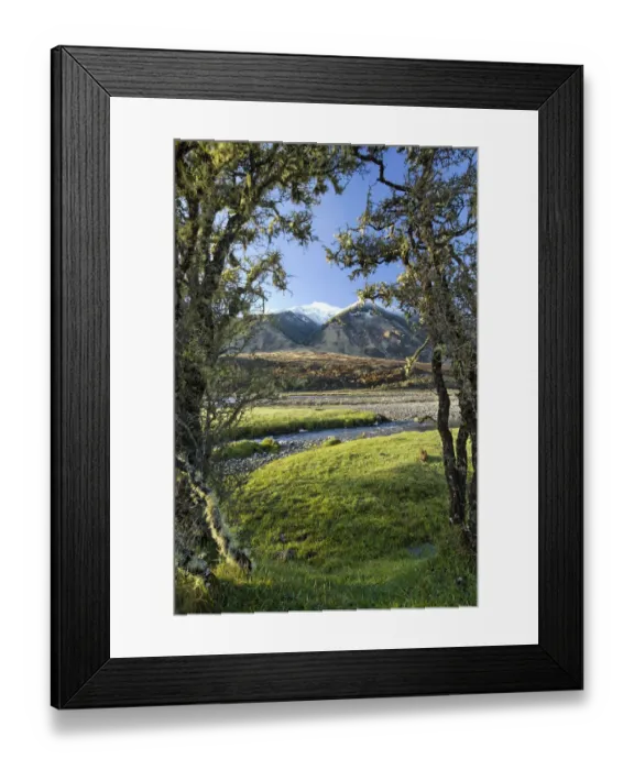 Framed Print : New Zealand, South Island. Matagouri bushes along Hope River Framed Print : New Zealand, South Island. Matagouri bushes along Hope River