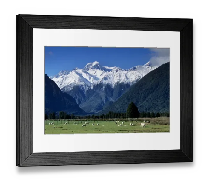 Framed Print : Snow-clad Mount Tasman rises above green sheep pastures from near the town of Fox