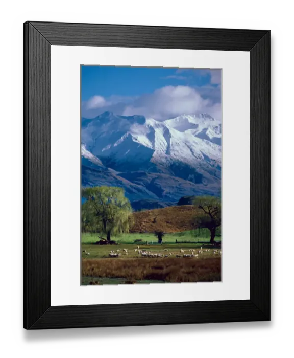 Framed Print : Sheep graze beneath the snow-capped Harris Mountains near the town of Wanaka on Framed Print : Sheep graze beneath the snow-capped Harris Mountains near the town of Wanaka on