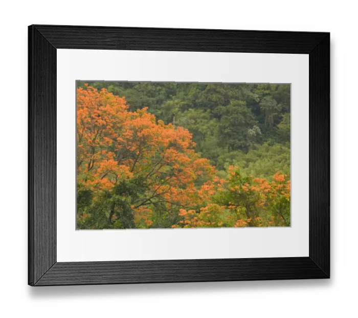 Framed Print : Caribbean, GRENADA, West Coast, Concord: Concord Valley, Poinciana Tree (Delonix Framed Print : Caribbean, GRENADA, West Coast, Concord: Concord Valley, Poinciana Tree (Delonix
