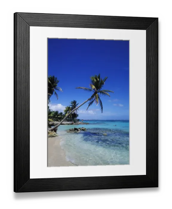 Framed Print : Palm trees and chairs in St. Anne, Guadeloupe Framed Print : Palm trees and chairs in St. Anne, Guadeloupe