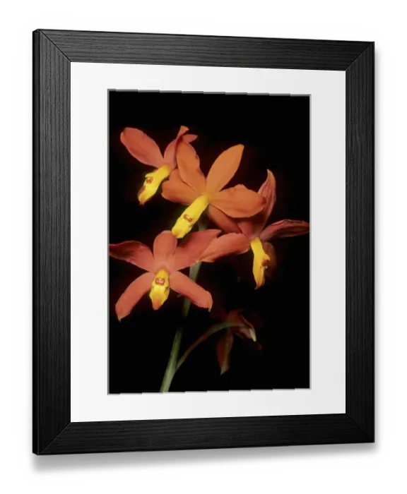 Framed Print : Orchid, (Encyclia vitellina), Guatemala highlands Framed Print : Orchid, (Encyclia vitellina), Guatemala highlands