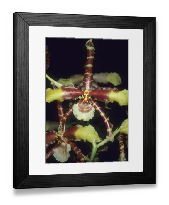 Framed Print : Orchid, (Rossioglossum grande), Guatemala Framed Print : Orchid, (Rossioglossum grande), Guatemala