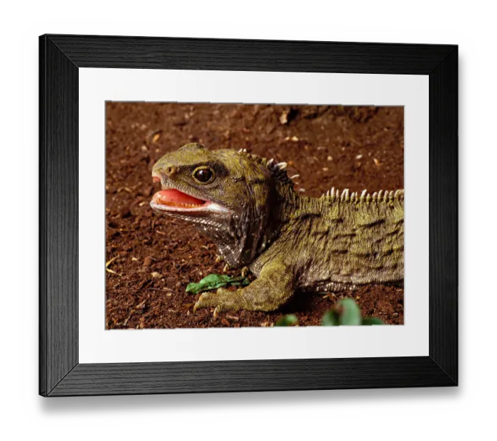 Framed Print : New Zealand, South Island, Invercargill, Tuatararium, Tuatara, Captive Framed Print : New Zealand, South Island, Invercargill, Tuatararium, Tuatara, Captive