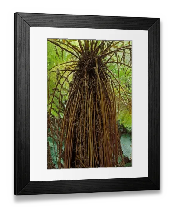 Framed Print : New Zealand, South Island, Banks Peninsula, Ponga, Underside, Canopy Framed Print : New Zealand, South Island, Banks Peninsula, Ponga, Underside, Canopy