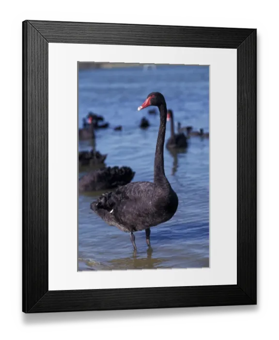 Framed Print : Australia, Western Australia, Perth, Bibra Lake. Black Swan Framed Print : Australia, Western Australia, Perth, Bibra Lake. Black Swan