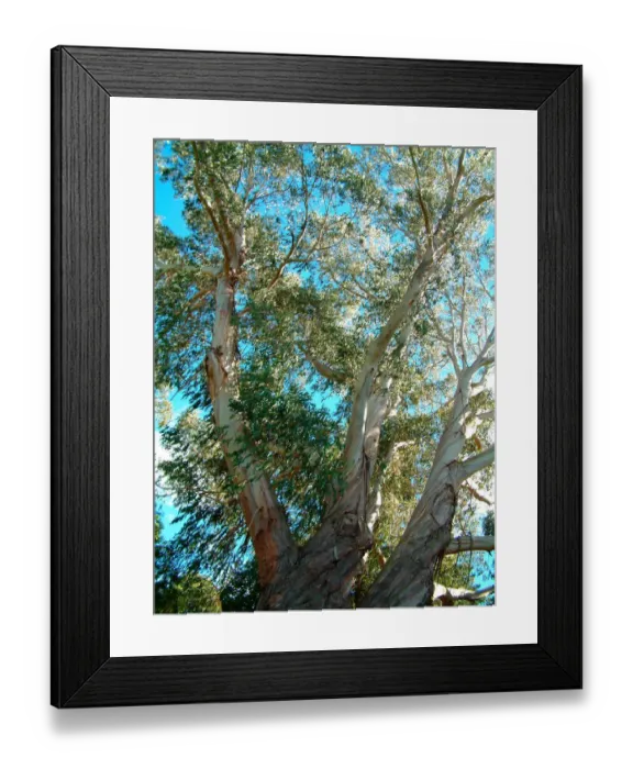 Framed Print : 01. NZ, Christchurch. Botanical Garden. Eucalyptus tree Framed Print : 01. NZ, Christchurch. Botanical Garden. Eucalyptus tree
