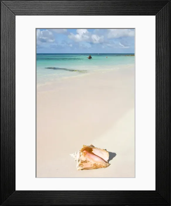 Framed Print : Long Bay Beach, Shell (Strombus gigas), Antigua, West Indies, Caribbean, Central America Framed Print : Long Bay Beach, Shell (Strombus gigas), Antigua, West Indies, Caribbean, Central America