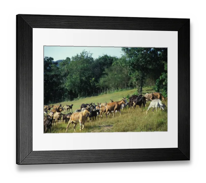 Framed Print : Goat Herd. Caribbean, Jamaica, Montego Bay, Wyndham Golf Course, Goat Herd Framed Print : Goat Herd. Caribbean, Jamaica, Montego Bay, Wyndham Golf Course, Goat Herd