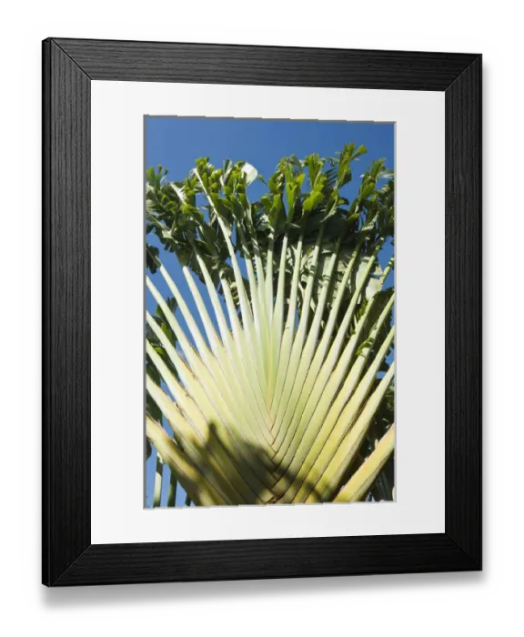Framed Print : Ravenala Madagascariensis Palm, Travellers Tree or Travellers Palm, Antigua
