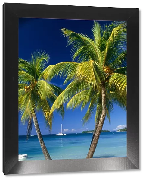 Negril, Jamaica, West Indies. Three palm trees at the edge of the blue sea with catamaran