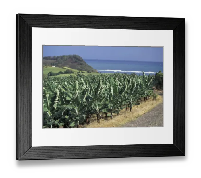 Framed Print : Caribbean, French West Indies, Martinique; St-Aubin Banana plantation fields