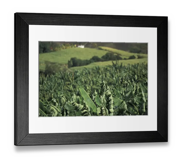 Framed Print : Caribbean, French West Indies, Martinique; St-Aubin Banana plantation fields Framed Print : Caribbean, French West Indies, Martinique; St-Aubin Banana plantation fields