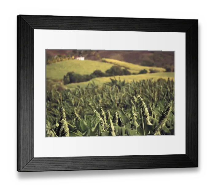 Framed Print : Caribbean, French West Indies, Martinique; St-Aubin Banana plantation fields Framed Print : Caribbean, French West Indies, Martinique; St-Aubin Banana plantation fields