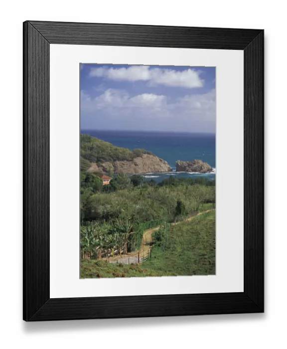 Framed Print : Caribbean, French West Indies, Martinique; St-Aubin Banana plantation fields Framed Print : Caribbean, French West Indies, Martinique; St-Aubin Banana plantation fields