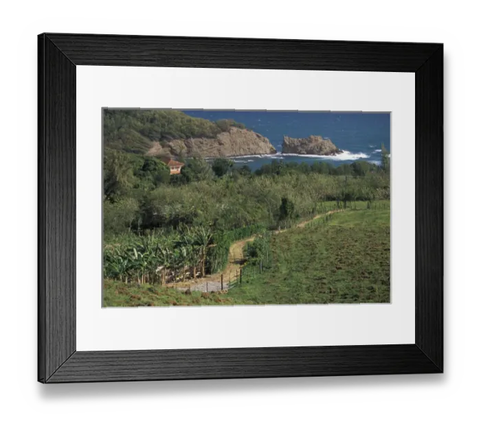 Framed Print : Caribbean, French West Indies, Martinique; St-Aubin Banana plantation fields Framed Print : Caribbean, French West Indies, Martinique; St-Aubin Banana plantation fields