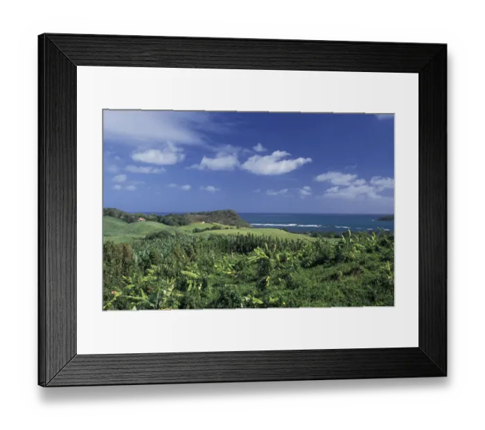 Framed Print : Caribbean, French West Indies, Martinique; St-Aubin Banana plantation fields Framed Print : Caribbean, French West Indies, Martinique; St-Aubin Banana plantation fields