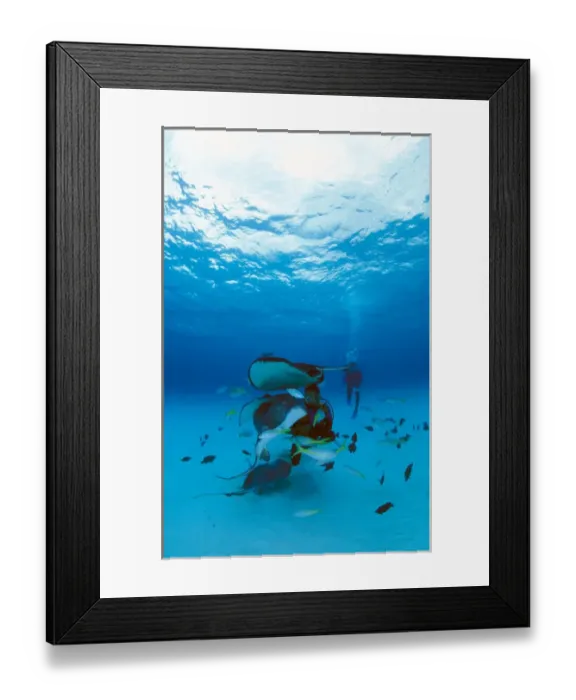Framed Print : Caribbean, Cayman Islands. Diver swims with stingray in Stingray City, MR Framed Print : Caribbean, Cayman Islands. Diver swims with stingray in Stingray City, MR