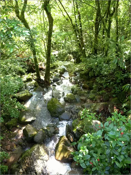 Puerto Rico - Filtered sunlight is shining down on a tropical forest stream. Vertical
