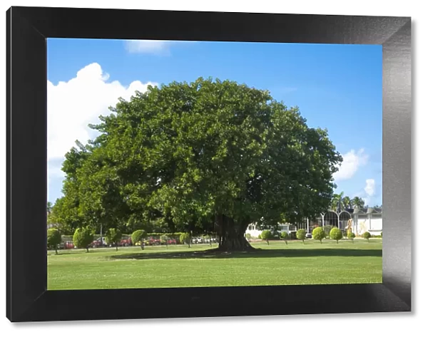 San Juan, Puerto Rico - A single ancient tree is sitting in the middle of a grassy area in a park