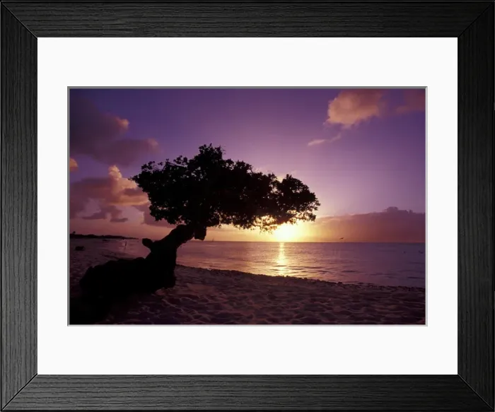 Framed Print : Caribbean, Aruba Divi divi tree at sunset Framed Print : Caribbean, Aruba Divi divi tree at sunset