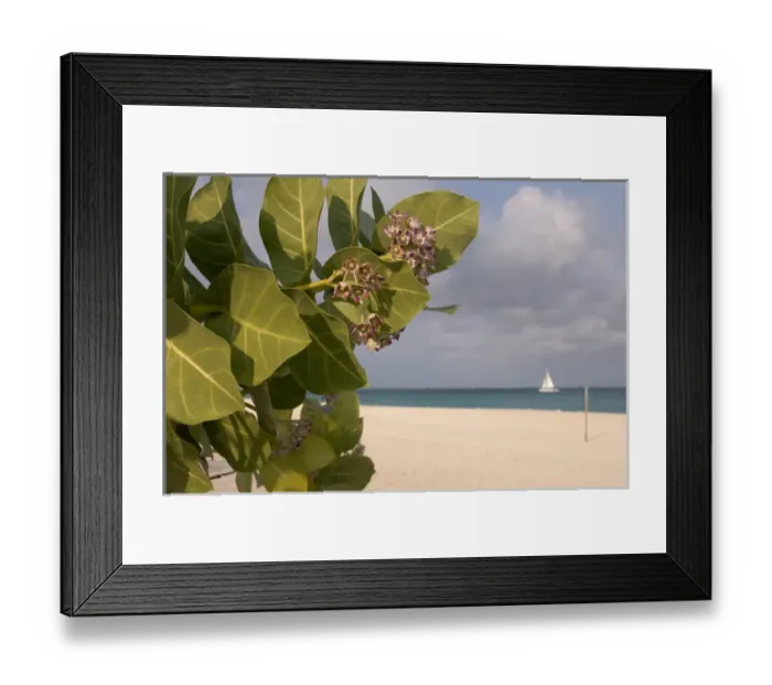 Framed Print : 01. Aruba, Palm Beach, beach flower and sailboat in background Framed Print : 01. Aruba, Palm Beach, beach flower and sailboat in background
