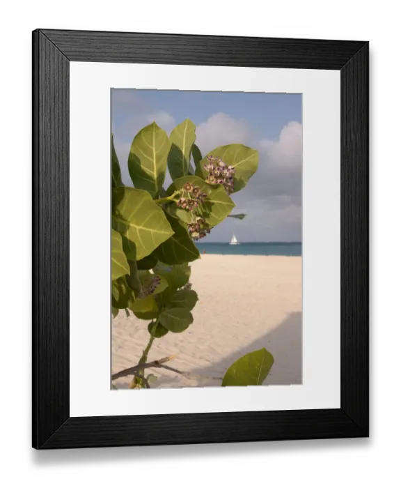 Framed Print : 01. Aruba, Palm Beach, beach flower and sailboat in background Framed Print : 01. Aruba, Palm Beach, beach flower and sailboat in background