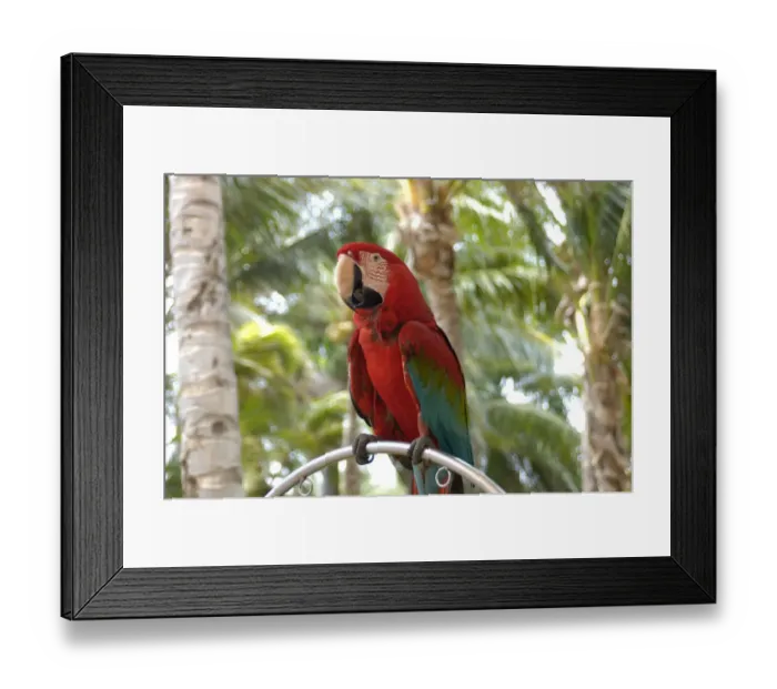 Framed Print : 01. Aruba, Palm Beach, parrot at Radisson Resort Framed Print : 01. Aruba, Palm Beach, parrot at Radisson Resort