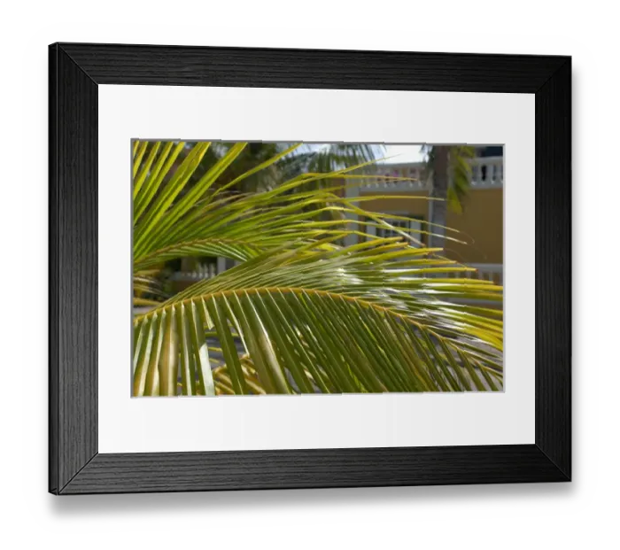 Framed Print : 01. Aruba, Palm Beach, palm branches in front of Amsterdam Manor resort Framed Print : 01. Aruba, Palm Beach, palm branches in front of Amsterdam Manor resort