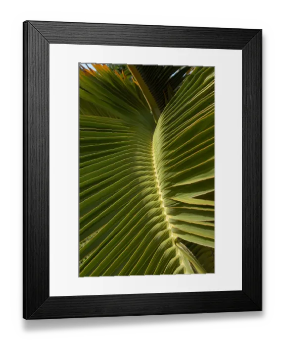 Framed Print : 01. Aruba, Palm Beach, palm tree at La Cabana Resort Framed Print : 01. Aruba, Palm Beach, palm tree at La Cabana Resort
