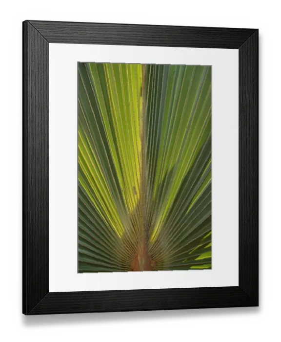 Framed Print : 01. Aruba, Palm Beach, palm tree at Radisson Resort