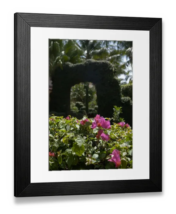Framed Print : 01. Aruba, Palm Beach, archway and bouganvillea at Radisson Resort Framed Print : 01. Aruba, Palm Beach, archway and bouganvillea at Radisson Resort